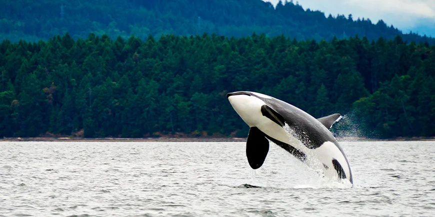 Orca utenfor kysten av Vancouver Island i Canada