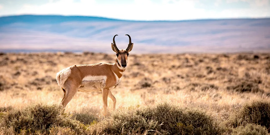 Pronghorn-antilope i Red Desert i USA