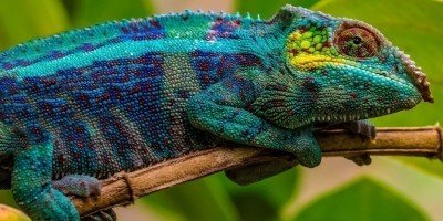 Kameleon i Andasibe nasjonalpark på Madagaskar