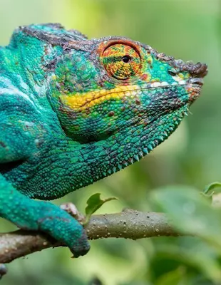 kameleon i nærheten av Andisabe-Mantadia nasjonalpark på Madagaskar