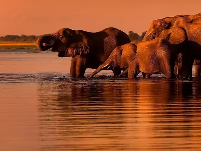 Elefanter i solnedgang ved Chobe-elven i Botswana