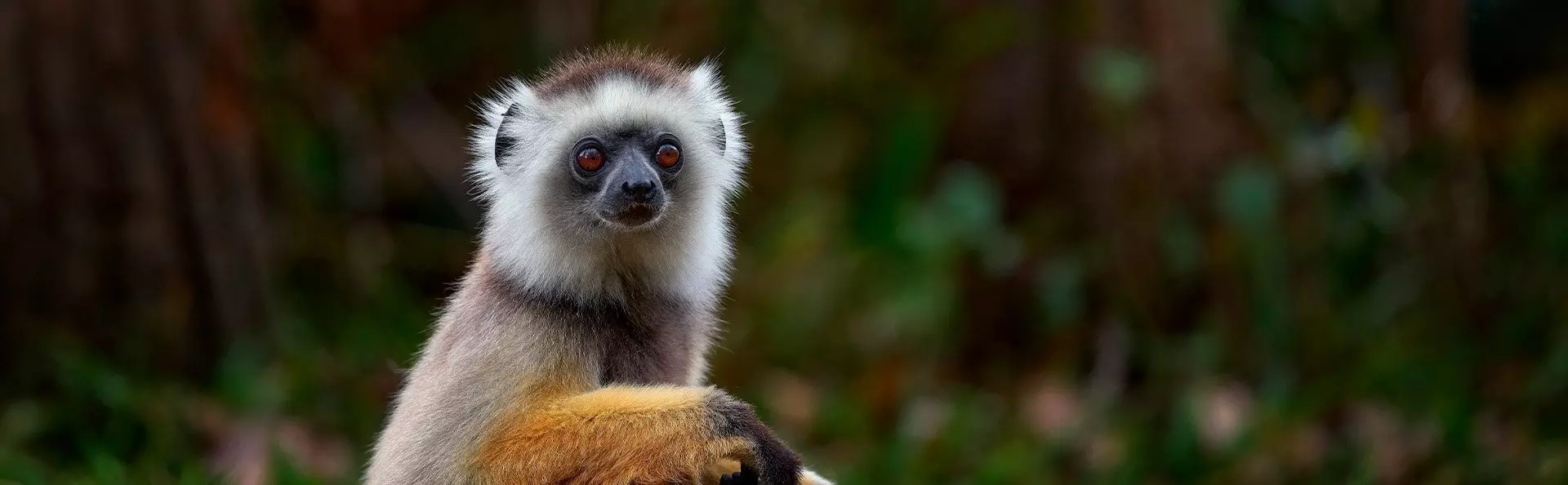 Sifika-lemur i Andisabe-Mantadia nasjonalpark på Madagaskar