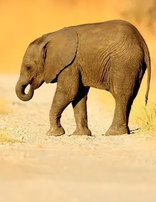 Elefantunge krysser vei i Chobe nasjonalpark