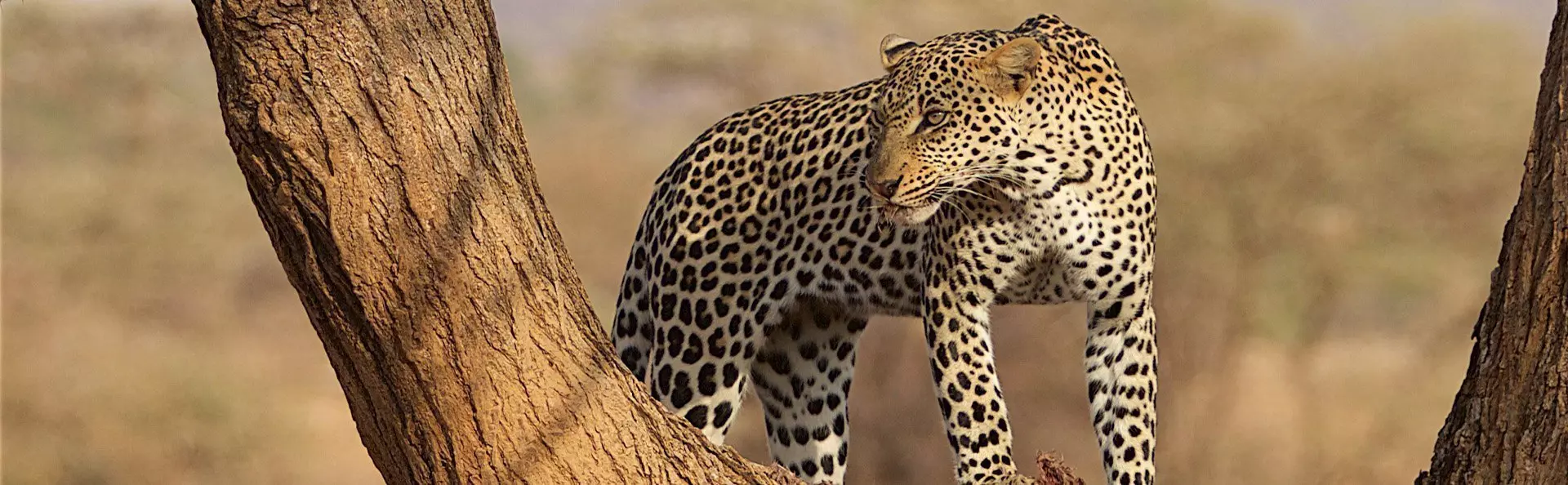 Leopard i et tre i Samburu i Kenya