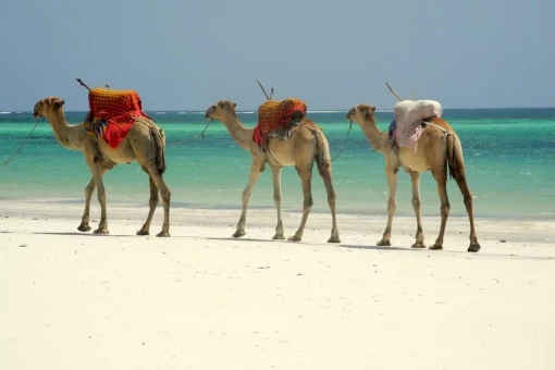 Dromedarer på strand i Mombasa