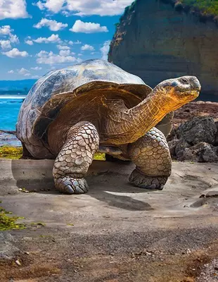 Galapagosskilpadde i Ecuador