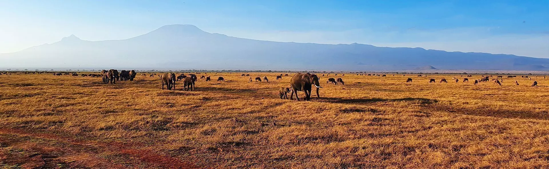 Elefanter går i rekke i Amboseli med Kilimanjaro som bakgrunn