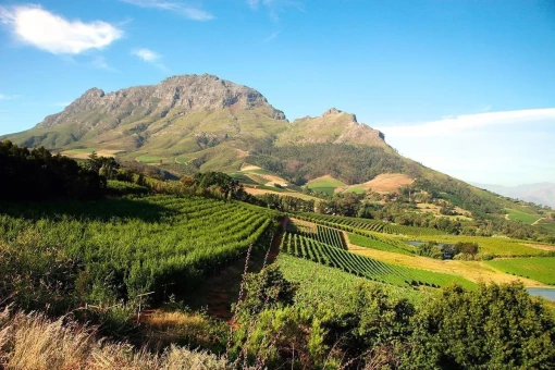 Flotte utsikter til vinmarker og fjell i vinlandet utenfor Cape Town