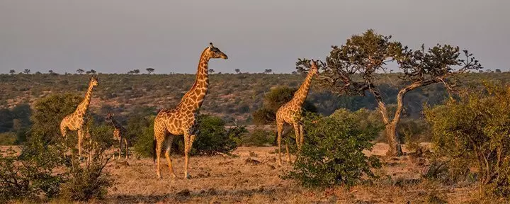Sjiraffer i Kruger nasjonalpark i Sør-Afrika