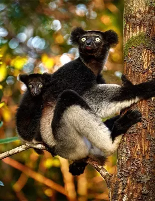 Indri lemur med baby på ryggen i Andasibe Mantadia nasjonalpark
