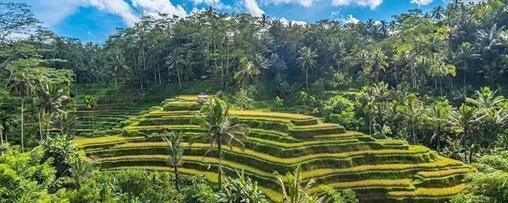 Rismarker på Bali i Indonesia