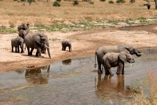 Elefanter i Tarangire nasjonalpark