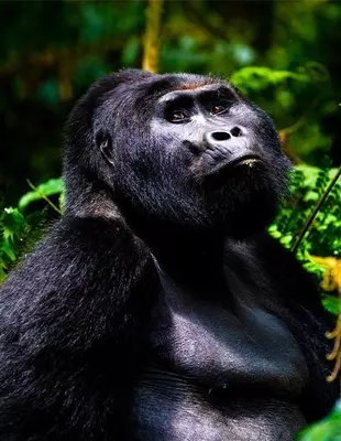 Gorilla i Bwindi Impenetrable Forest, Uganda"