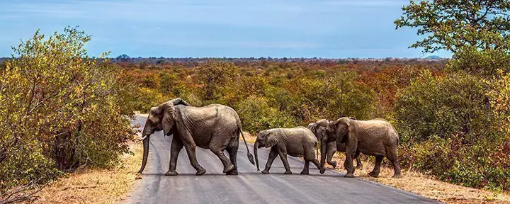 Elefantfamilie krysser veien i Kruger nasjonalpark