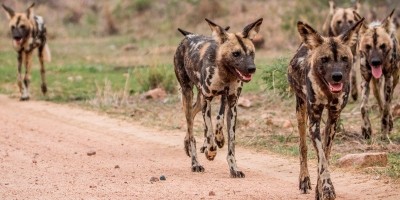 Villhunder i Kruger nasjonalpark