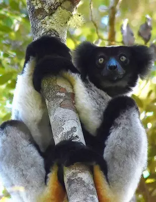Indri lemur sitter i et tre i Andasabi-Mantadida nasjonalpark