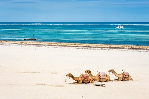 Dromedarer på stranden i Mombasa