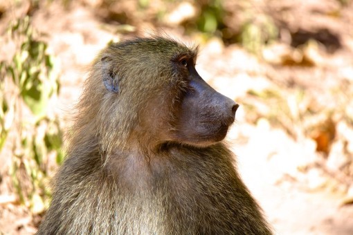 Bavian i Lake Manyara nasjonalpark