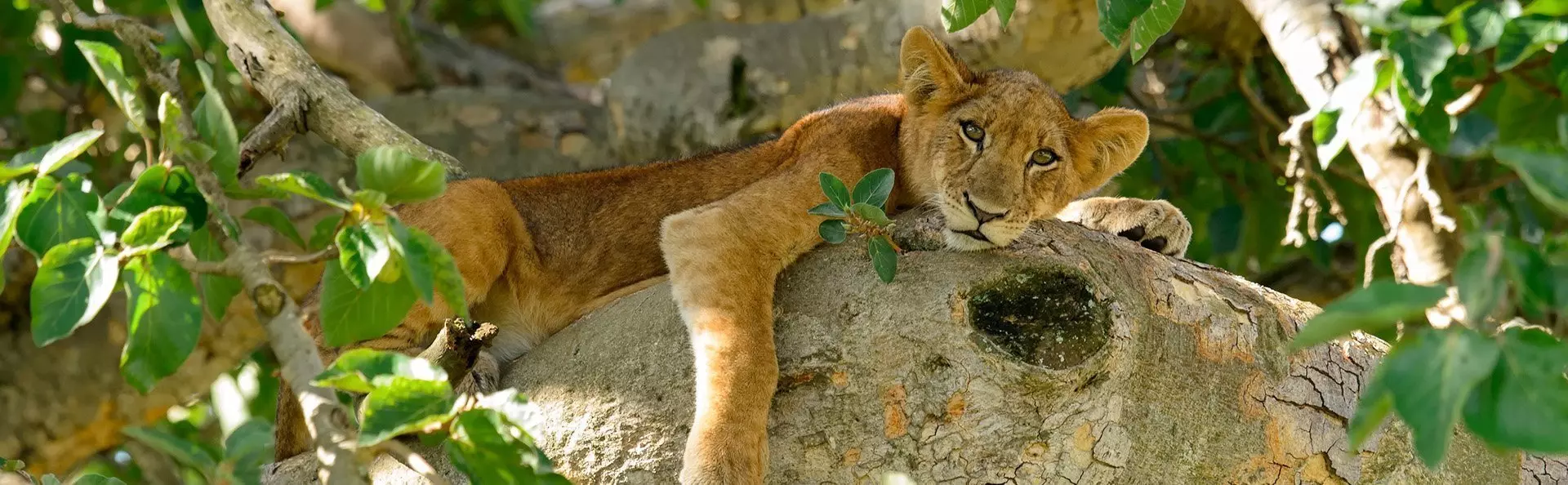 Løveunge i et tre i Uganda