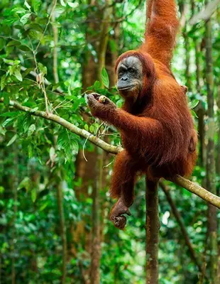 Orangutang i de ville skogene på Sumatra