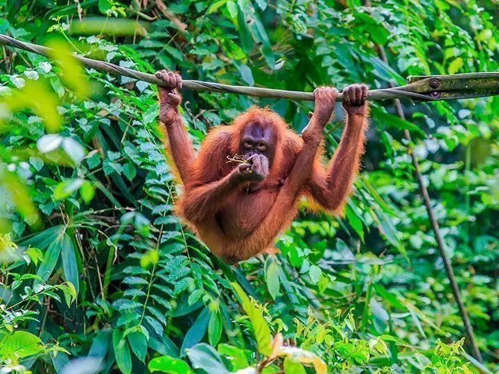Orangutang i tre på øya Sumatra
