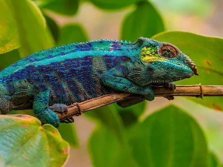 Kameleon i Andasibe nasjonalpark på Madagaskar