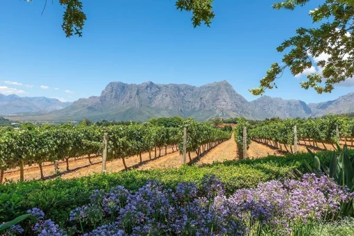 Vinstokker på rekke og rad i vinlandet utenfor Cape Town