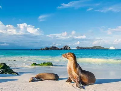 Galapagos-sjøløver soler seg i dagens siste lys på stranden på øya Espanola, Galapagosøyene
