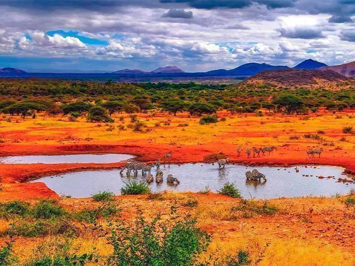 Sebraer ved sjø i Tsavo nasjonalpark i Kenya